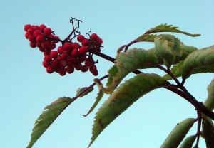 20110725-054753.JPG