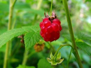 20110726-095121.jpg