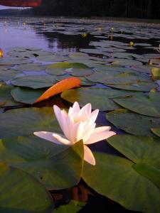 20110729-203836.JPG