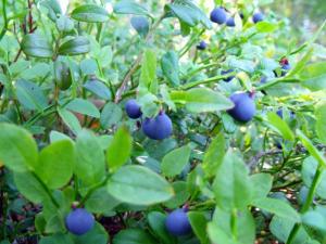 20110731-085912.jpg
