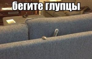 91174055.jpg
