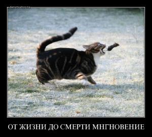j6bm33fhgv8v.jpg