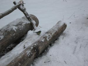 IMG_3883.JPG