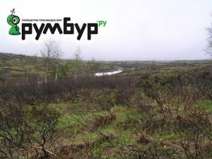 деревья.jpg