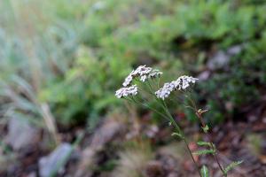 IMG_7015.jpg