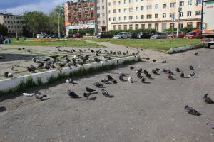 imageА946-1.jpg