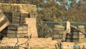 _i_velosiped_yapfiles.ru.gif