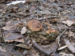 IMG_3027.JPG