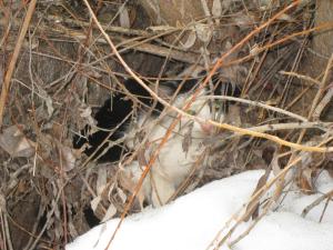 IMG_9538a.jpg