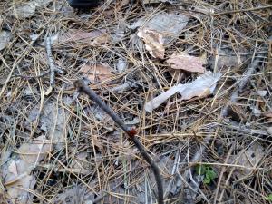 IMG_20170304_144852.jpg