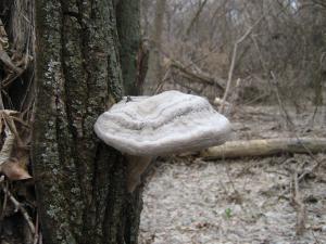 IMG_4035.JPG