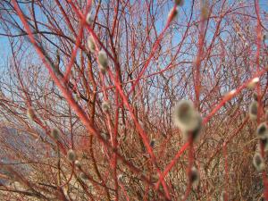IMG_4097.JPG