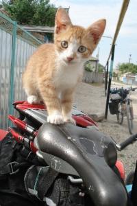 DSC05100.JPGу.jpg