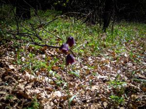 DSCN2161.jpg