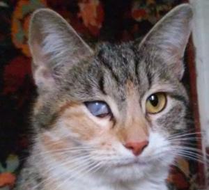 Котенка.jpg