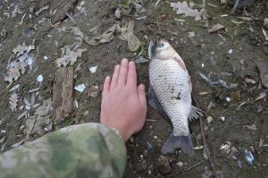 DSC_0937.JPG