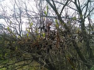 post-1605-0-76817400-1492454086_thumb.jpg