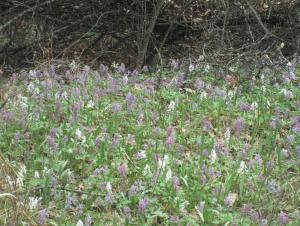 IMG_0116.JPG
