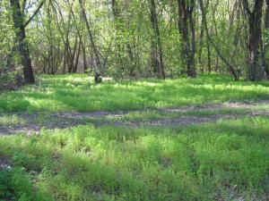 IMG_4421.JPG
