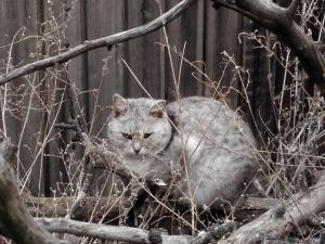 кошка-мышка.jpg