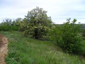 P1010011-1.jpg