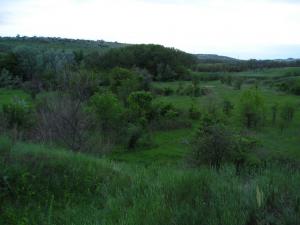 P1010013-1.jpg