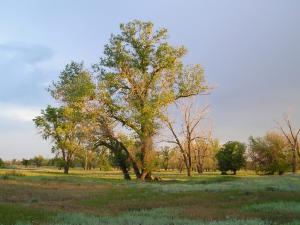 P1010025-1.jpg