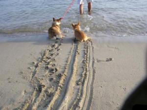 dogs_water.jpg