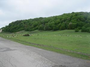 IMG_9116.JPG