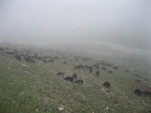 IMG_9165.JPG