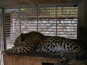 IMG_9013.JPG