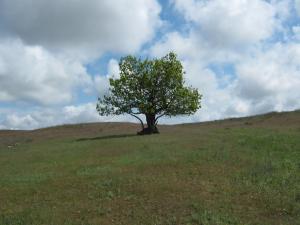 IMG_3383.JPG