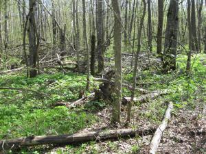 IMG_2092.JPG