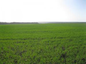 IMG_2135.JPG