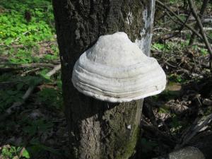 IMG_2093.JPG