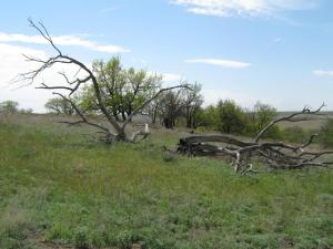 IMG_4451.JPG