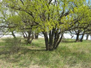 IMG_4447.JPG