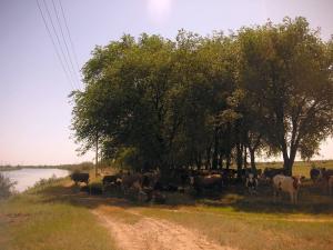 PICT0120.jpg