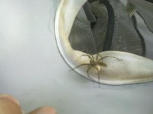 29052010004_новый размер.jpg