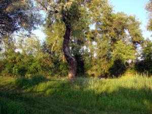DSC09296--.jpg