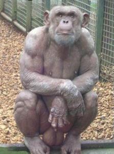 naked-monkey.jpg