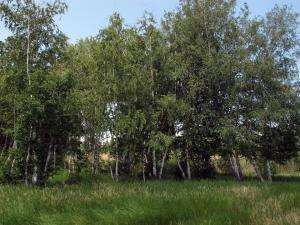 IMG_1207FM.jpg