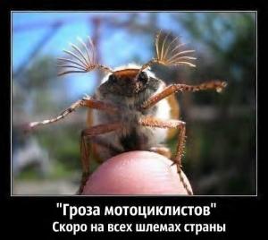 майский жук.jpg