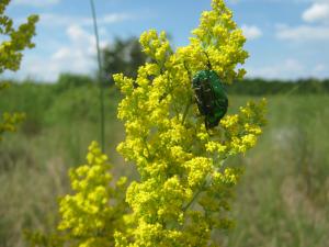 IMG_3512.JPG