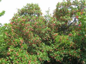 IMG_3522.JPG