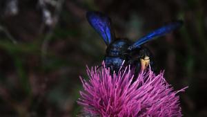 001 Xylocopa violacea.jpg