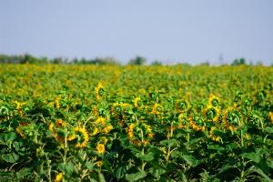 IMG_1295.jpg