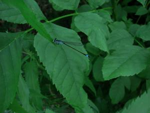 DSC09031.JPG