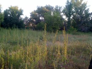 IMG_2442.JPG