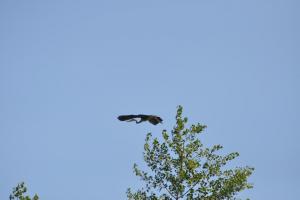 DSC_0123.JPG